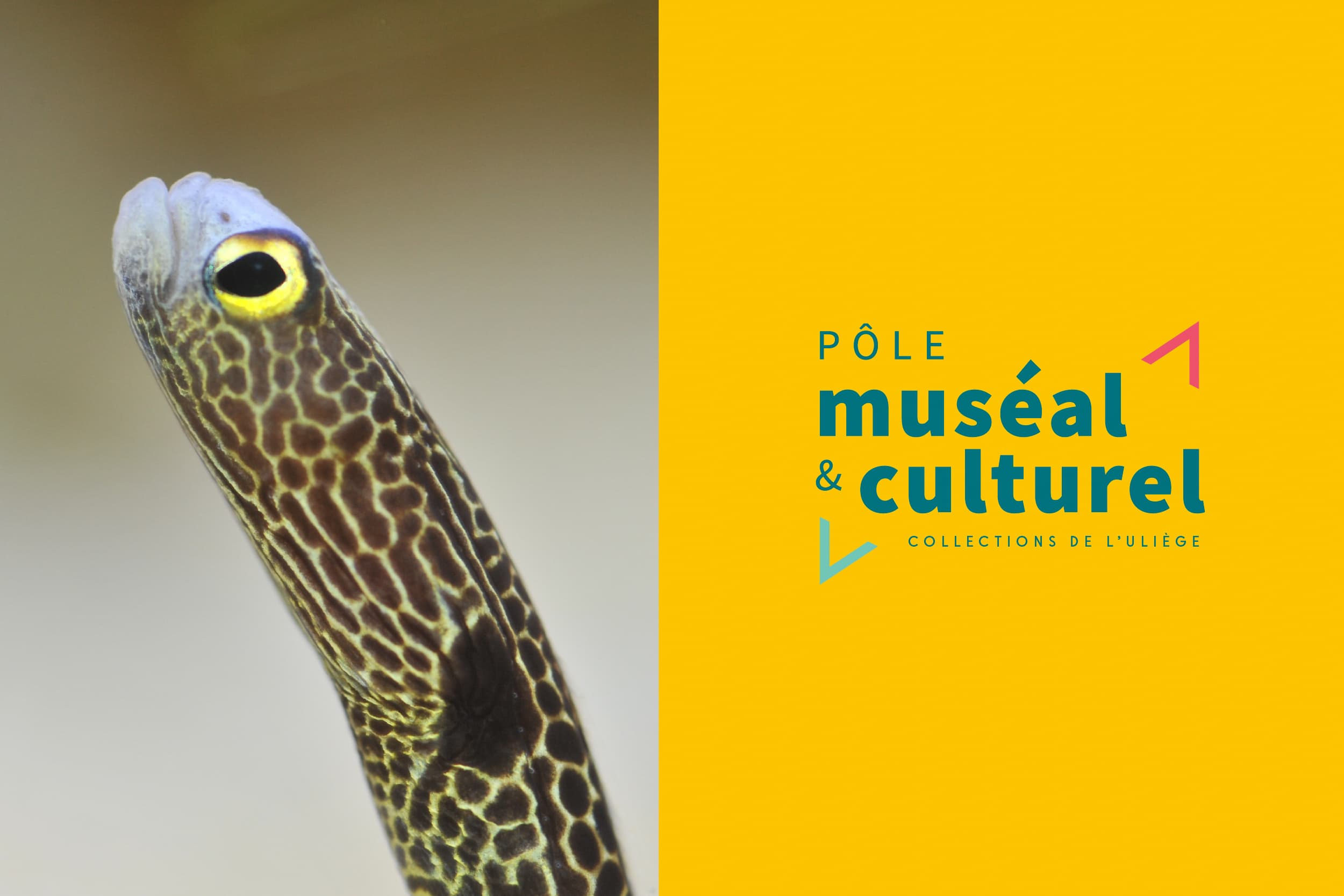 pole museal051